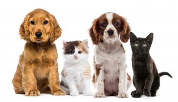 Animal FanPedia - Puppies and Kittens