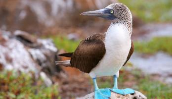 Animal FanPedia - Adventure in Galapagos