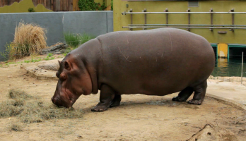 Big Bear and Squeak - E46 - Hippopotamus