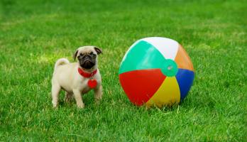 Cutie Pugs - E1 - The Ball