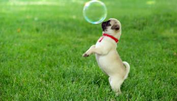 Cutie Pugs - E6 - Bubbles