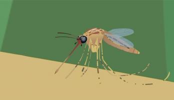 Wild Kratts - S3E4 - Mosquito Dragon